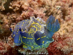 NUDI by Carlos Ernesto 